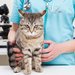 Crystal Vet & Pet - clinica veterinara