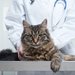 Crystal Vet & Pet - clinica veterinara